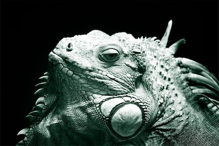 Portrait of a lizard close-up in zoo. Bali. Indonesia Stock Photo - Budget Royalty-Free & Subscription, Code: 400-06174847