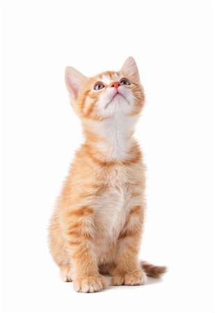 simsearch:400-05701368,k - Curious orange kitten with large paws looking up on a white background. Stock Photo - Budget Royalty-Free & Subscription, Code: 400-06175122