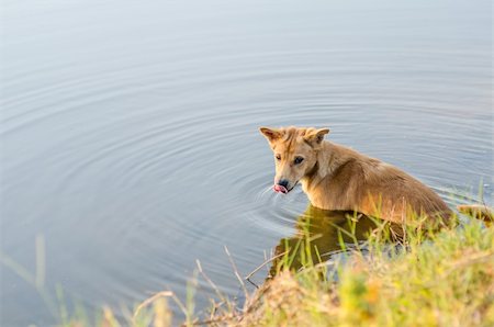 sweetcrisis (artist) - dog in the lake relaxe time Stock Photo - Budget Royalty-Free & Subscription, Code: 400-06175190