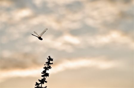 simsearch:400-04710191,k - silhouette dragonfly in garden or in green nature Stock Photo - Budget Royalty-Free & Subscription, Code: 400-06175193