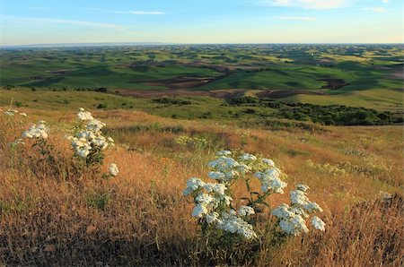 The beautiful hills of Palouse, Washington with white Wildflowers Stock Photo - Budget Royalty-Free & Subscription, Code: 400-06175457