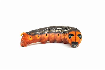Caterpillar on white with spots and orange face Stock Photo - Budget Royalty-Free & Subscription, Code: 400-06175555