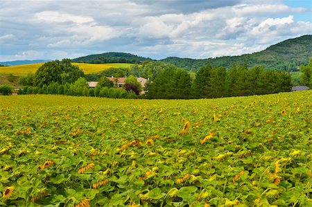 exterior color for house in the forest - Sunflower Plantation in the French Alps Stock Photo - Budget Royalty-Free & Subscription, Code: 400-06176423