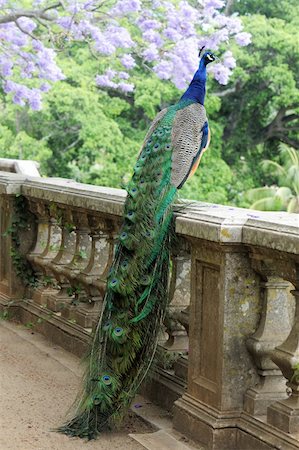 peacock - peacock on a fence with blue tree in the background Stock Photo - Budget Royalty-Free & Subscription, Code: 400-06176734