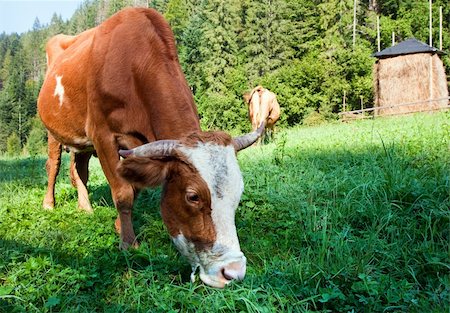 simsearch:400-05719580,k - Haystack and cows on summer morning mountainside (Carpathian, Ukraine) Photographie de stock - Aubaine LD & Abonnement, Code: 400-06177045