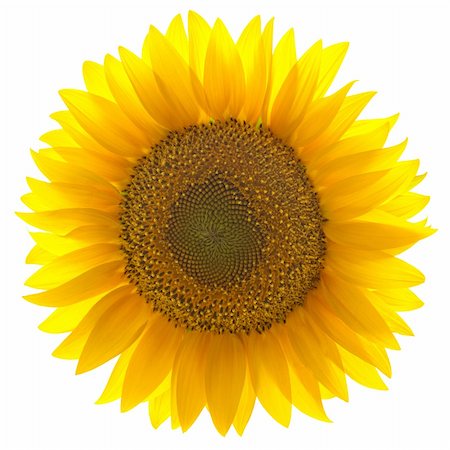 simsearch:400-04996406,k - Single fresh sunflower isolated on white background / yellow beautiful flower Stock Photo - Budget Royalty-Free & Subscription, Code: 400-06177294