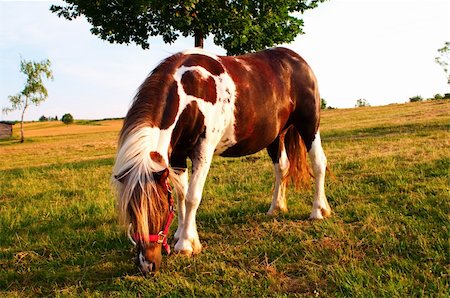 simsearch:400-05294140,k - small pony eating grass in the meadow Stock Photo - Budget Royalty-Free & Subscription, Code: 400-06177479