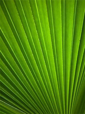 Green leaf Line background abstract of nature Stock Photo - Budget Royalty-Free & Subscription, Code: 400-06177913