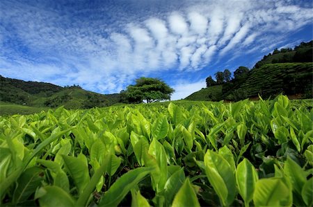 Tea plantation at Malaysia, Cameron Highlands. Stock Photo - Budget Royalty-Free & Subscription, Code: 400-06178432