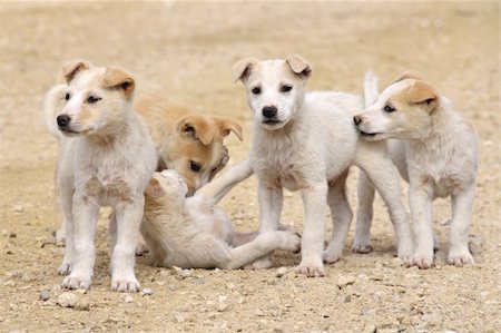 Group of five cute puppies standing on a road Photographie de stock - Aubaine LD & Abonnement, Code: 400-06179026