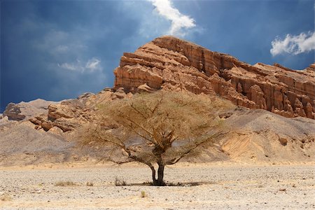 Desert tree and mountains. Desert of Faran. Stock Photo - Budget Royalty-Free & Subscription, Code: 400-06179458