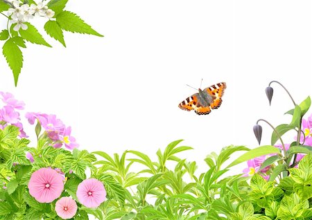 simsearch:400-06069768,k - Summer frame with green leaves, flowers and insects. Isolated over white Stock Photo - Budget Royalty-Free & Subscription, Code: 400-06171083