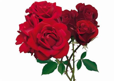 Illustration of beautiful red roses isolated on white Stock Photo - Budget Royalty-Free & Subscription, Code: 400-06171811