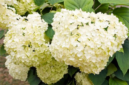 Hydrangea macrophylla (white Hortensia) Stock Photo - Budget Royalty-Free & Subscription, Code: 400-06173418