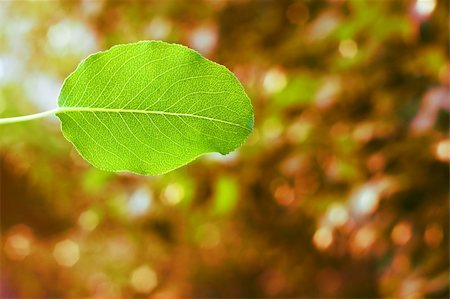 simsearch:400-04701752,k - Green leaf on a red background. Photographie de stock - Aubaine LD & Abonnement, Code: 400-06173449