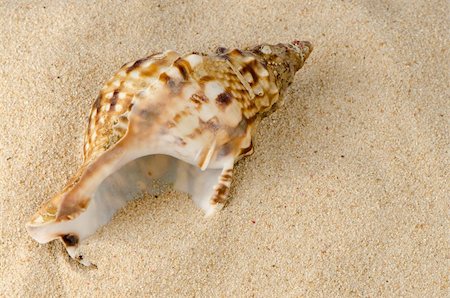 simsearch:400-06857057,k - Sea shell on the shore sand background. Stock Photo - Budget Royalty-Free & Subscription, Code: 400-06204648