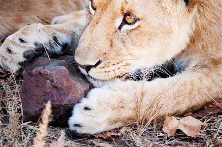 simsearch:400-04533218,k - Attentive lion cub playing with rock Stock Photo - Budget Royalty-Free & Subscription, Code: 400-06205399