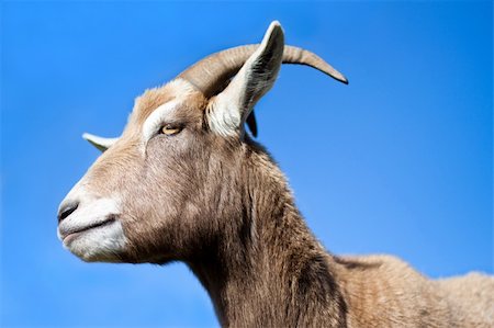 simsearch:400-05294140,k - Goat standing side profile with blue sky background Stock Photo - Budget Royalty-Free & Subscription, Code: 400-06205400