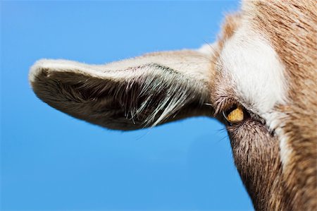 simsearch:400-05294140,k - Portrait of goat's face, eye & ear Stock Photo - Budget Royalty-Free & Subscription, Code: 400-06205551