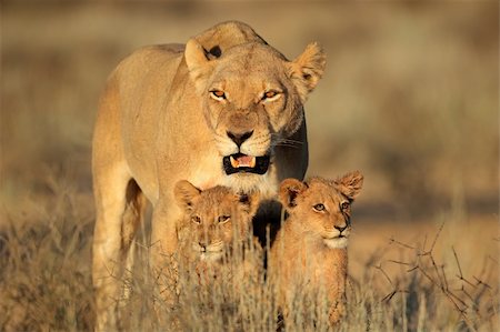 Lioness with young lion cubs (Panthera leo) in early morning light, Kalahari desert, South Africa Stock Photo - Budget Royalty-Free & Subscription, Code: 400-06207209