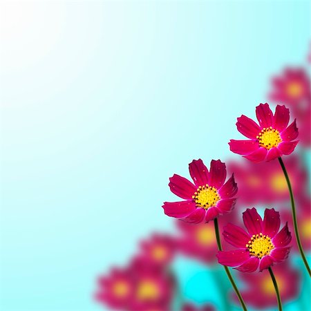 floral beautiful backgrounds - red flowers on thin stems on a blue background Stock Photo - Budget Royalty-Free & Subscription, Code: 400-06207869
