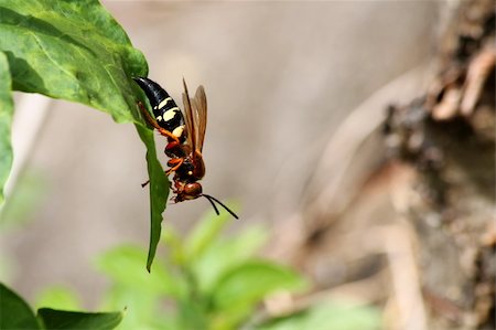 A Cicada killer wasp on a leaf Stock Photo - Budget Royalty-Free & Subscription, Code: 400-06208203