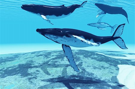 Several Humpback whales swim together on their migration route to Alaskan waters. Stock Photo - Budget Royalty-Free & Subscription, Code: 400-06208247
