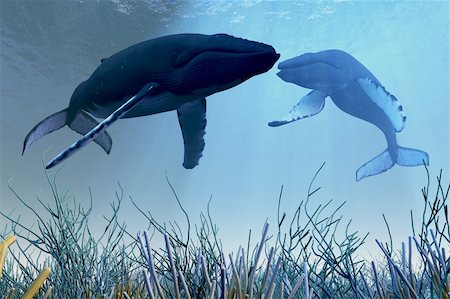 Two Humpback whales rest and sleep over a reef in shallow ocean waters. Stock Photo - Budget Royalty-Free & Subscription, Code: 400-06208240