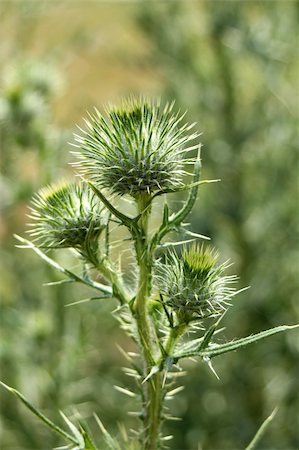 A green Bull Thistle with thorns Stock Photo - Budget Royalty-Free & Subscription, Code: 400-06208399