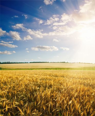 simsearch:400-05311898,k - field of wheat under cloudy sky with sun Stock Photo - Budget Royalty-Free & Subscription, Code: 400-06201256