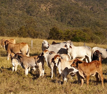 simsearch:400-05135877,k - Australian beef cattle Brahman heifers and cows Photographie de stock - Aubaine LD & Abonnement, Code: 400-06201384
