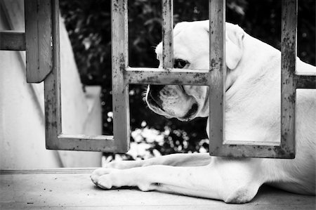 Sad Dog is Sitting Behind Iron Gate Photographie de stock - Aubaine LD & Abonnement, Code: 400-06201686