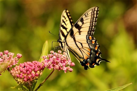 Eastern tiger swallowtail butterfly feeding Stock Photo - Budget Royalty-Free & Subscription, Code: 400-06201688