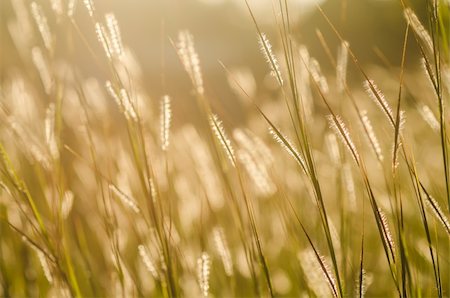 sweetcrisis (artist) - wild grass in bright sunset in the nature Stock Photo - Budget Royalty-Free & Subscription, Code: 400-06201732