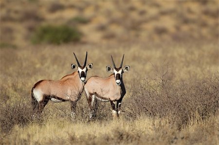 Two young Gemsbok antelopes (Oryx gazella), Kalahari desert, South Africa Stock Photo - Budget Royalty-Free & Subscription, Code: 400-06201888