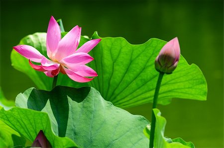 Pink lotus flower blooming in pond with a bud in the summer Stock Photo - Budget Royalty-Free & Subscription, Code: 400-06203146