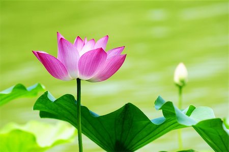 Pink lotus flower blooming in pond in the summer Stock Photo - Budget Royalty-Free & Subscription, Code: 400-06203148