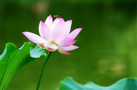 Pink lotus flower blooming in pond in the summer Stock Photo - Budget Royalty-Free & Subscription, Code: 400-06203157