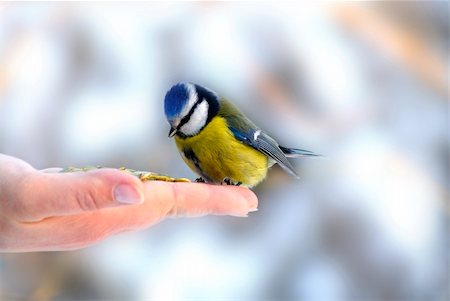 Bluetit perched on a girls hand in a wintery scene. Stock Photo - Budget Royalty-Free & Subscription, Code: 400-06203910