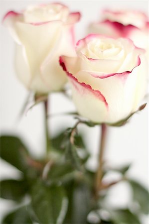 simsearch:400-06141323,k - Beautiful white roses with dark pink trim Foto de stock - Super Valor sin royalties y Suscripción, Código: 400-06325510