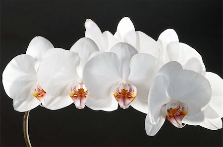 papik (artist) - Branch of a white orchid isolated on a black background Stock Photo - Budget Royalty-Free & Subscription, Code: 400-06327568