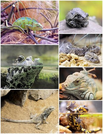 pictures of reptiles and amphibians in terrariums Stock Photo - Budget Royalty-Free & Subscription, Code: 400-06327655