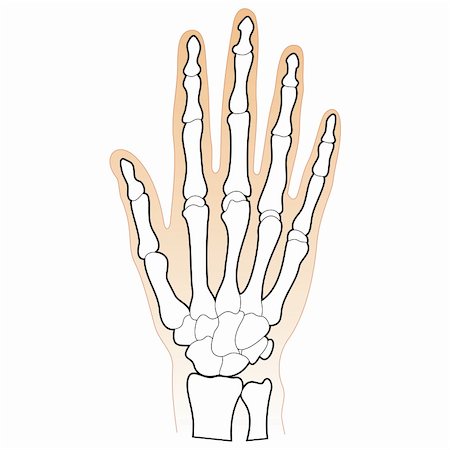 simsearch:400-05753572,k - Detailed chart of the bones in the human hand and wrist Stock Photo - Budget Royalty-Free & Subscription, Code: 400-06328076