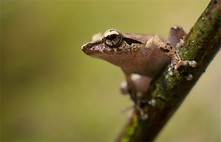 Shrub Frog ready to make a leap Stock Photo - Budget Royalty-Free & Subscription, Code: 400-06330306