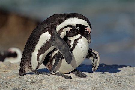 Pair of African penguin (Spheniscus demersus), Western Cape, South Africa Stock Photo - Budget Royalty-Free & Subscription, Code: 400-06330325