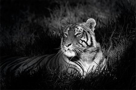 Monochrome image of a bengal tiger (Panthera tigris bengalensis) laying in grass Stock Photo - Budget Royalty-Free & Subscription, Code: 400-06330326