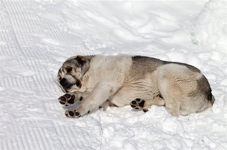 stray dog - Dog sleeping on snow Stock Photo - Budget Royalty-Free & Subscription, Code: 400-06330335