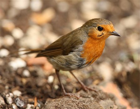 robin - Portrait of a Robin Stock Photo - Budget Royalty-Free & Subscription, Code: 400-06330765