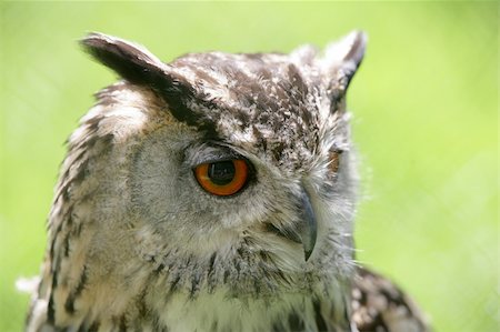 staring eagle - Portrait of an Eagle Owl Photographie de stock - Aubaine LD & Abonnement, Code: 400-06330760