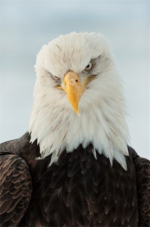 Winter Close up Portrait of a Bald eagle (Haliaeetus leucocephalus washingtoniensis ). Stock Photo - Budget Royalty-Free & Subscription, Code: 400-06330974